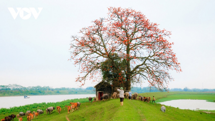 Bombax ceiba in full bloom across northern village